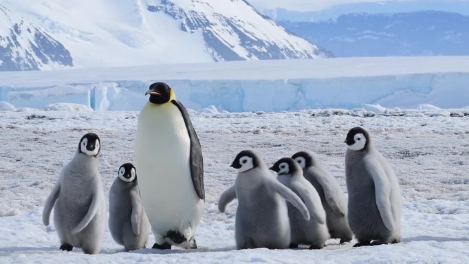 親子で歩くペンギン