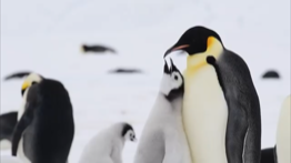 食事を与えるペンギン親子