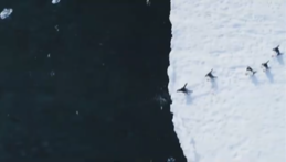 海に飛び込むペンギン